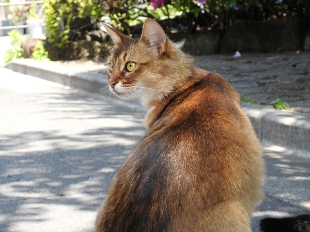 30号　ポポちゃん