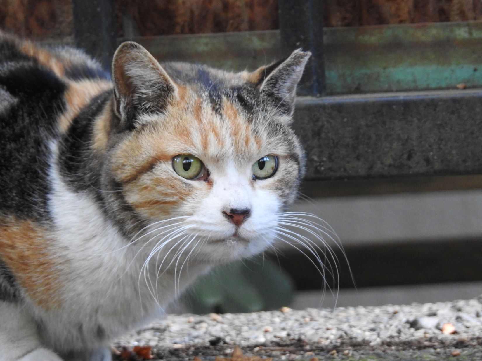 38号 鼻黒ちゃん No.2