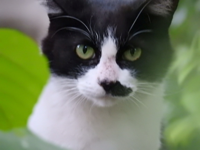 37号　鼻黒ちゃん No.1