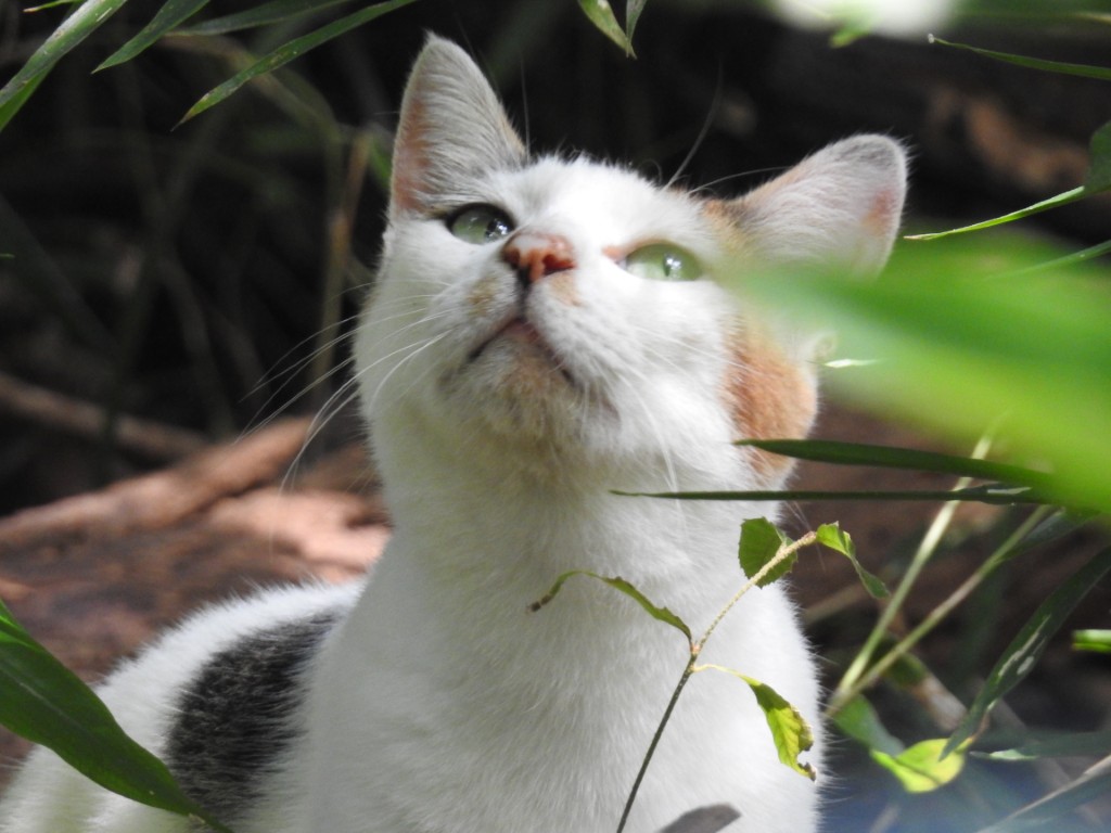 41号　ドリプレのみんな紹介