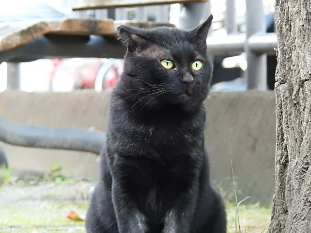 42号　クロマル
